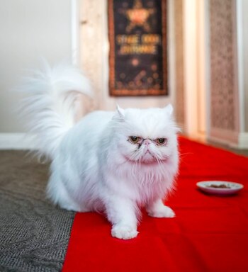 Andrés Muñoz y su esposa