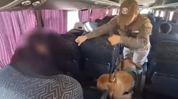 Un agente uniformado con gorra inspecciona los asientos de un autobús con la ayuda de un perro detector. Cortinas moradas y otros pasajeros son visibles
