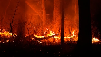 Un incendio forestal en un