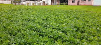 600 agricultores y 800 familias participan actualmente en la red que abastece de alimentos frescos y variados a todas las escuelas del departamento. (Foto cortesía Red de Agricultores Tejutlecos)