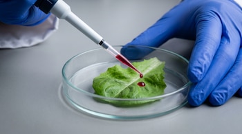 Manos con guantes azules usan una micropipeta para aplicar un líquido rojo en una hoja de lechuga sobre una placa de Petri de vidrio.