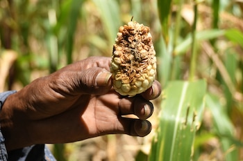 Sobrevivir a la sequía, las imágenes de agricultores que perdieron cultivos tras fuertes sequias en Guatemala
