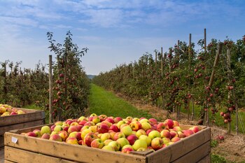 La cosecha de peras y