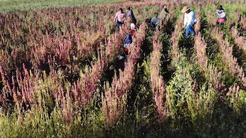 Investigadores peruanos desarrollan proteína de quinua roja con 54,1 % de concentración y hasta 87 % más de biodisponibilidad