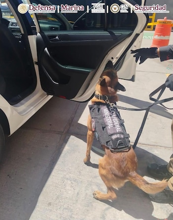 Un canino entrenado de la Policía Federal Ministerial de la FGR detectó la droga. Crédito: Gabiente de Seguridad