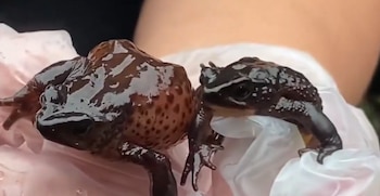 Un sapo pequeño de piel oscura y húmeda se encuentra entre briznas de hierba verde