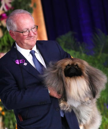 Wasabi, el pekinés ganador del