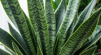 Primer plano de múltiples hojas verticales de Sansevieria, con tonalidades verdes claras y oscuras, y pequeñas gotas de agua en algunas hojas.