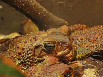 Primer plano de dos sapos de piel rugosa marrón y amarilla. Un sapo está nítido, mostrando sus ojos. Detrás, otro sapo borroso. Una rama oscura superior