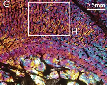 Micrografía de patrones ondulados y ramificados en púrpuras, amarillos, azules y negros. Letras G y H, recuadro blanco, escala de 0.5 milímetros