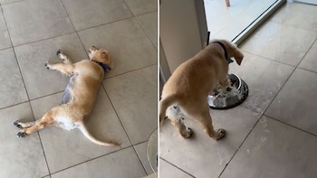 El cachorro volcó su plato