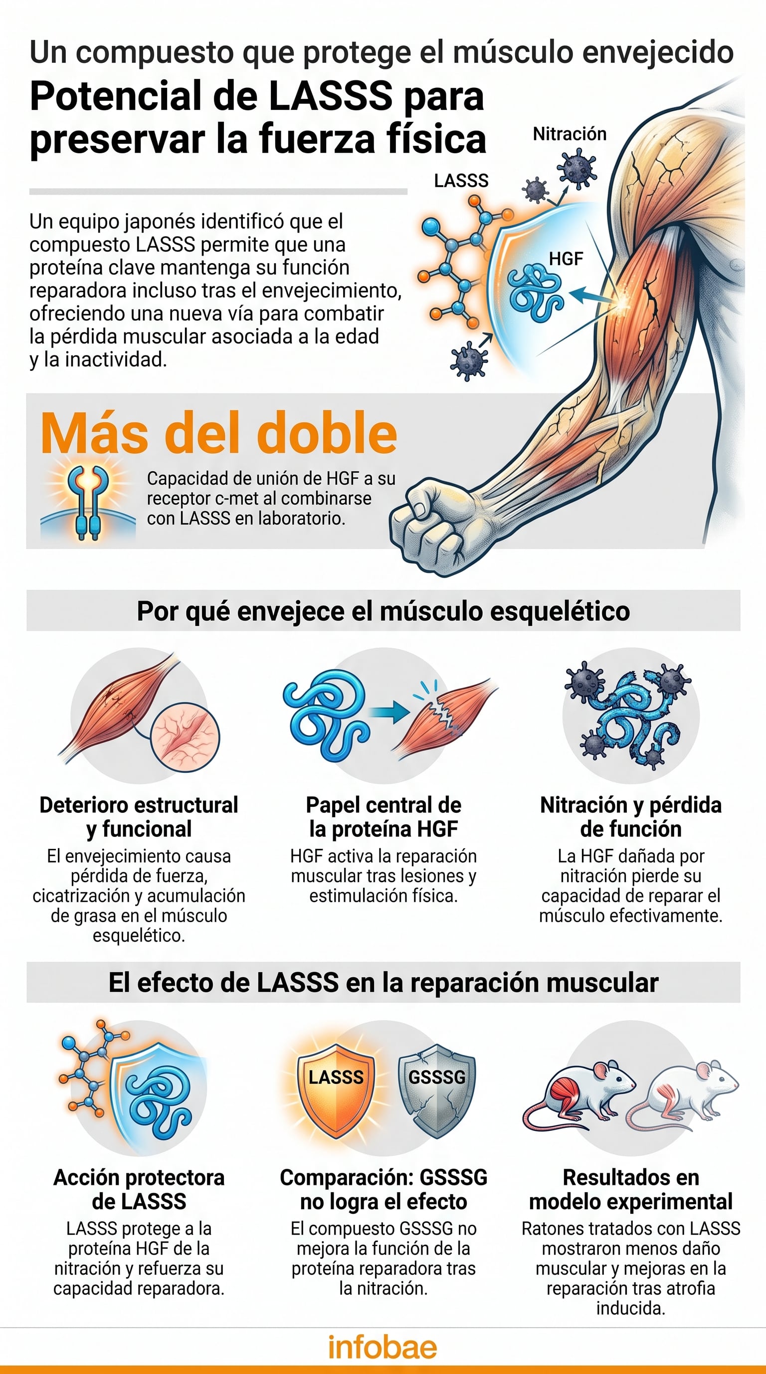 Esta infografía detalla cómo el compuesto LASSS protege la proteína HGF de la nitración y duplica su capacidad de unión al receptor c-met, combatiendo el deterioro muscular (Imagen Ilustrativa Infobae)