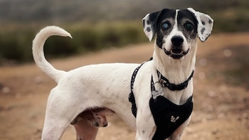 Borges, el perro que se