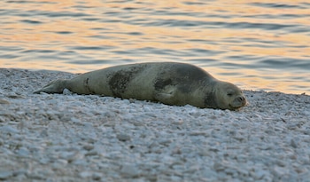 Ejemplar de foca monje del Mediterráneo fotografiada en Croacia. (Mike Richardson/iNaturalist
CC BY-NC 4.0)