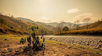 Vista de un río casi seco con lecho rocoso, tierra agrietada en primer plano y un arbusto marchito, flanqueado por colinas áridas bajo un cielo brumoso.