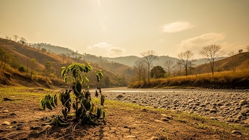 Universidad Estatal a Distancia recomienda acciones para mitigar efectos de El Niño en Costa Rica