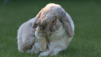Un conejo Belier o lop lamiéndose la para trasera