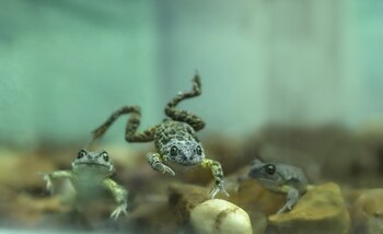 Ranas y caracoles incorporan microplásticos