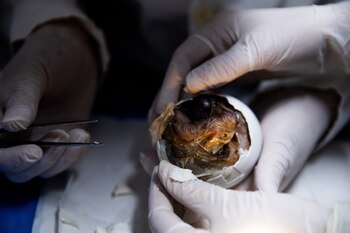 El nacimiento de Maün