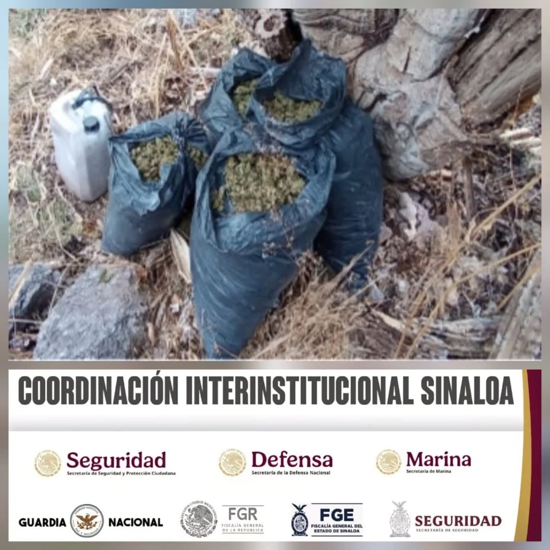 Un plantío de marihuana de 150 metros de largo fue localizado y destruido en la comunidad de Los Brasiles, Culiacán, como parte del operativo. (SSP Sinaloa)