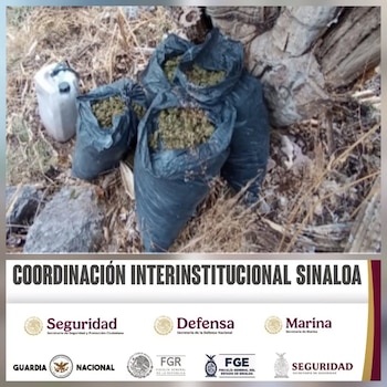 Un plantío de marihuana de