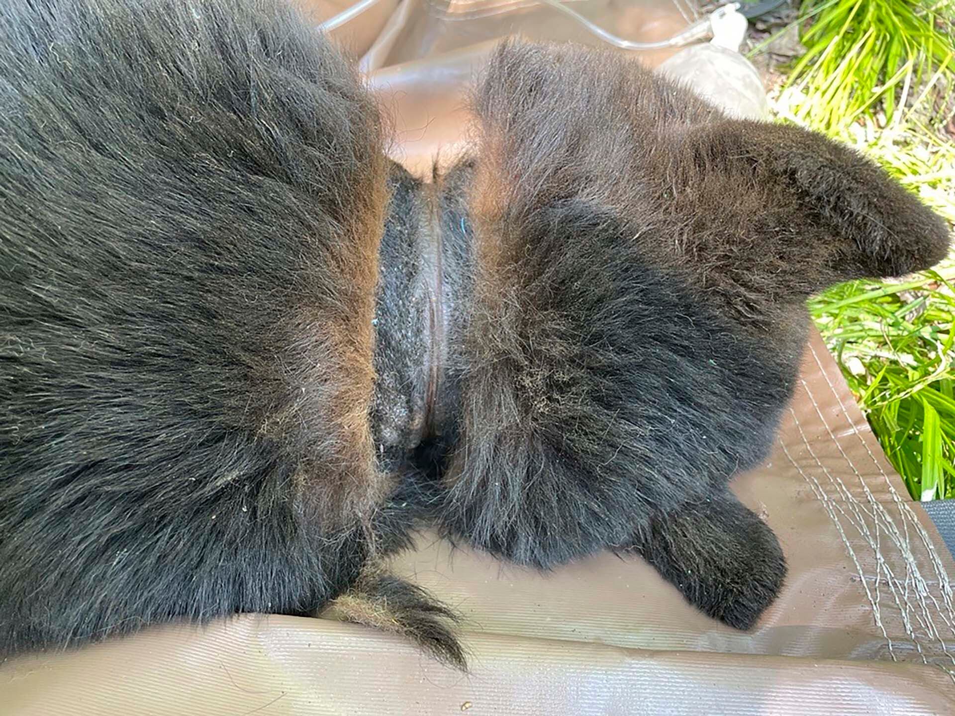 Especialistas del DNR logran rescatar y liberar al oso tras un operativo de seguimiento y captura (Crédito: Departamento de Recursos Naturales de Michigan Vía AP)