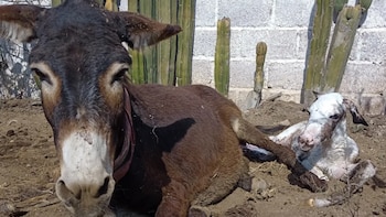 Burritos. (especial)