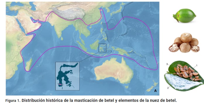 Un mapa delimita la extensión geográfica tradicional del consumo de betel en Asia y Oceanía junto a ilustraciones de sus componentes (Science Advance)