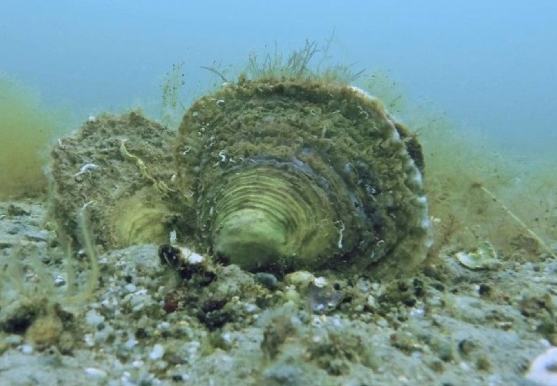 El cultivo de perlas permite insertar núcleos en el manto de la ostra para lograr gemas de tamaño y forma predecibles (03/10/2024 Ostras planas europeas
POLITICA INVESTIGACIÓN Y TECNOLOGÍA
TEPHANE POUVREAU / IFREMER)