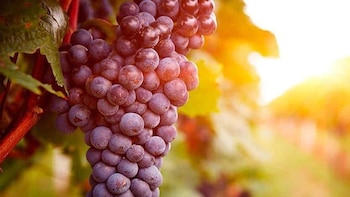 La Eurocámara aprueba nuevas ayudas