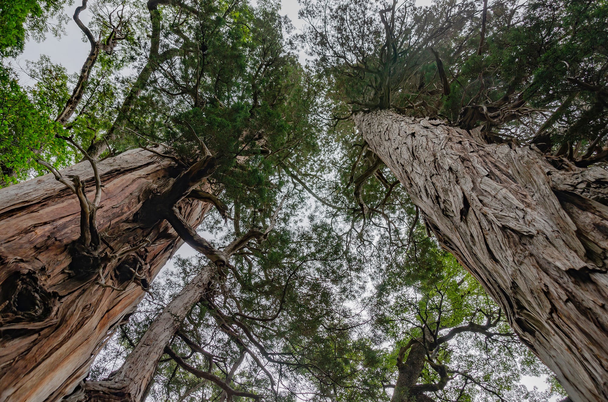 El alerce patagónico en el Parque Nacional Los Alerces registra 2.600 años, 57 metros de altura y 220 cm de diámetro según Conifers.org.