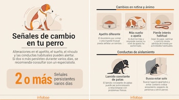 Infografía con ilustraciones de perros, platos de comida y juguetes, acompañada de textos explicativos sobre cambios de conducta y rutinas caninas.