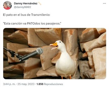 El pato causó diversión Por
