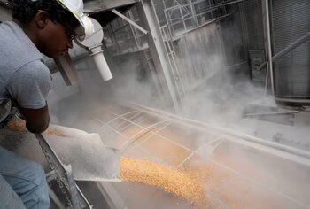 Maíz estadounidense. Vietnam lo compra