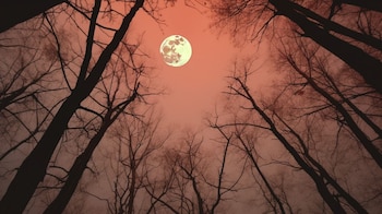 La luna muestra una parte distinta de su cara cada semana (Imagen Ilustrativa Infobae)