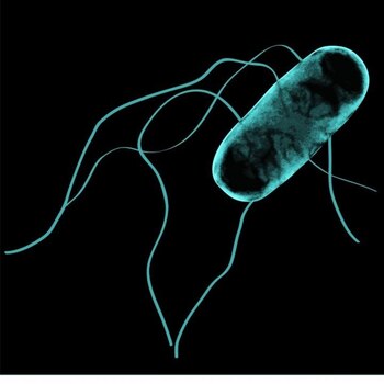Ilustración de la salmonella africana