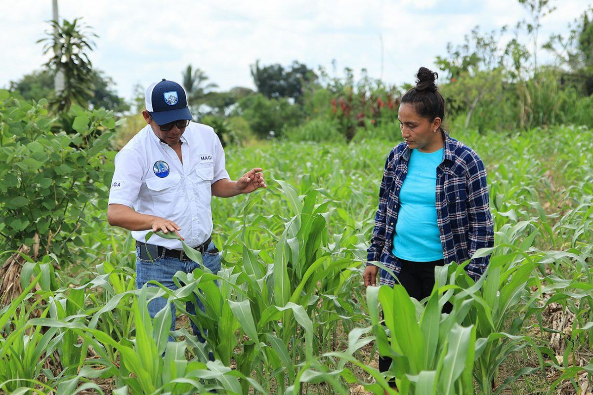 El Estado asume el financiamiento total del SAC, el cual depende de la cooperación entre diversas instituciones para su correcta ejecución. Foto: Maga