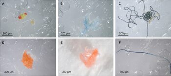 Científicos detectan por primera vez