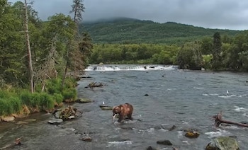 Un oso pardo camina por un río ancho con un pez en la boca, rodeado de vegetación verde y montañas al fondo
