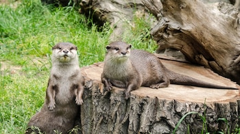 Día Mundial de la Nutria – nutria – Perú – noticias- 27 mayo