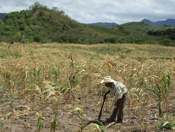 El déficit acumulado de lluvias oscila entre 100 y 200 milímetros en distintas regiones. (FOTO: El Heraldo)