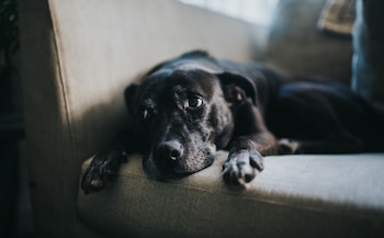 Identificar señales como pérdida de