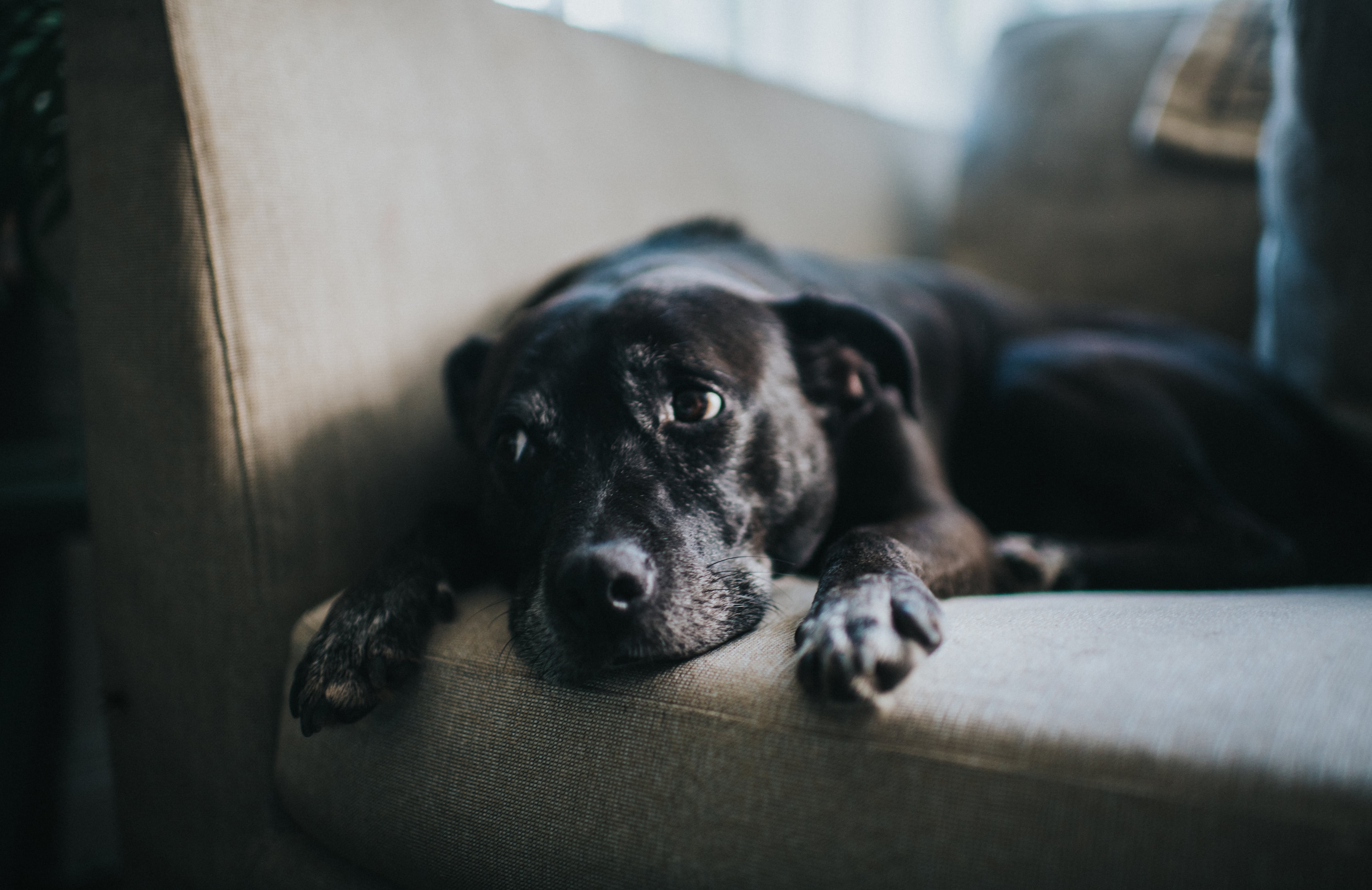 La Fiscalía Municipal de Los Ángeles demandó a Wagmor Pets por un presunto esquema de venta de perros de criadero presentados como animales de rescate