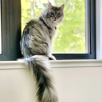 El gato es el quinto