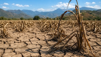 La zona costera de El Salvador enfrenta casi un mes sin lluvia: sequía devasta cultivos, ganado y pesca