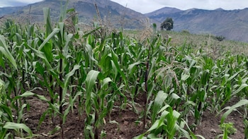 Los principales cultivos de seguridad