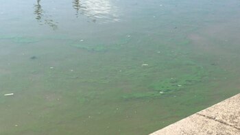 El Gobierno convocó a expertos