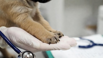 El tratamiento fue acompañado por