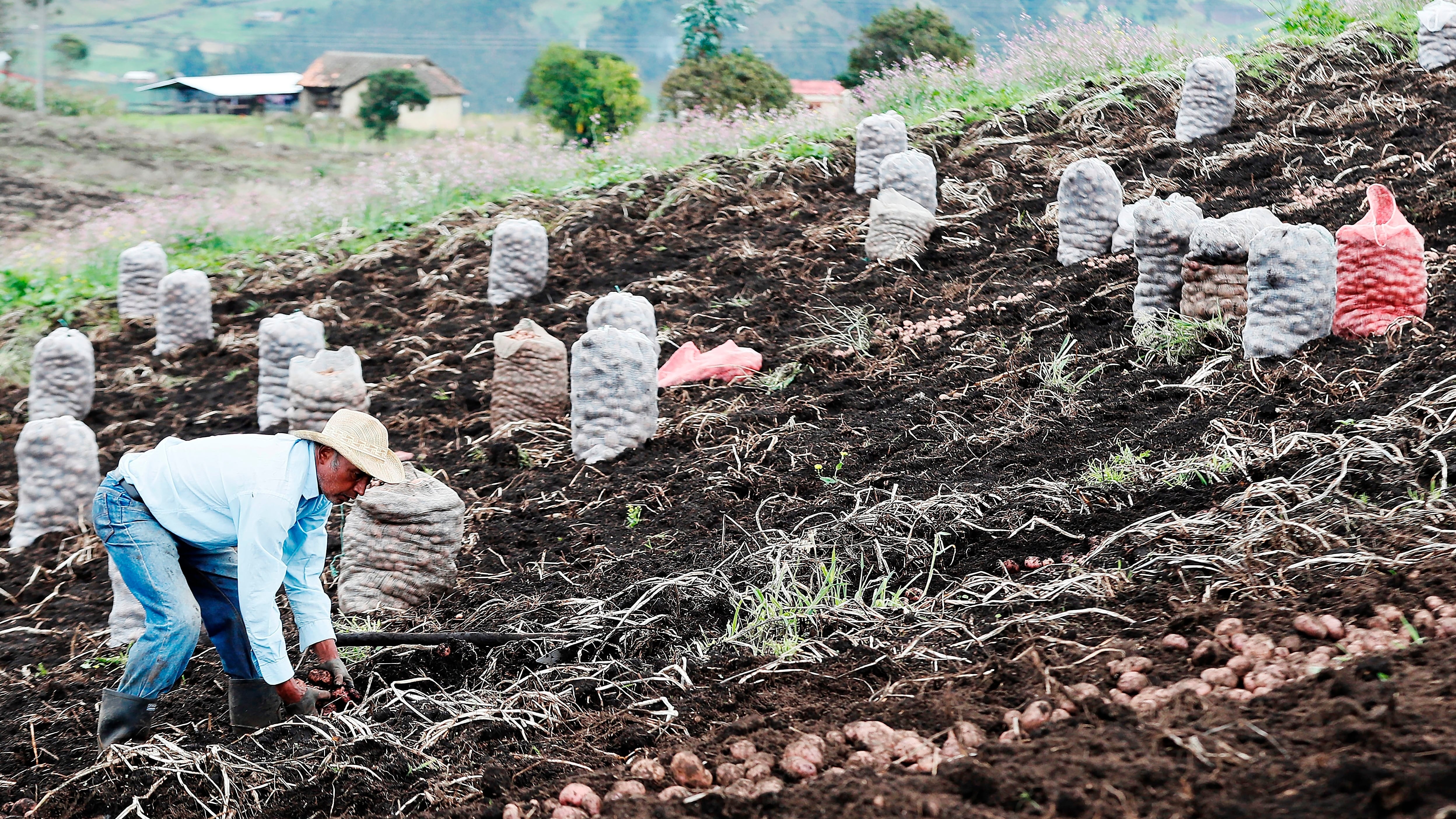 Las medidas que acordó el Gobierno con los paperos incluyen acceso al crédito, mecanización agrícola, seguros para los cultivadores y mejoras en la comercialización del producto. - crédito EFE/Carlos Ortega