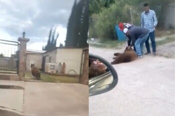 Hasta el momento se desconocen